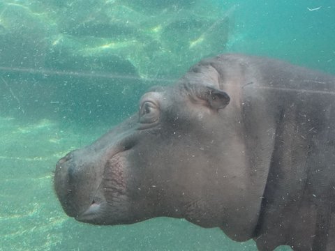 L'air attentif de cet hippopotame flottant entre deux eaux