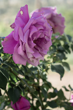 a rose with violet petals in the field vertical image