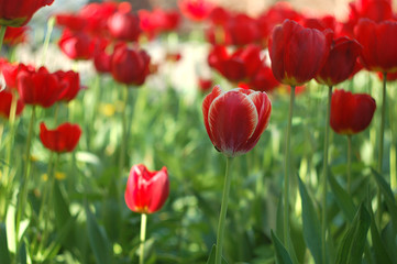 Red tulips background. A group of blooming tulips in the spring sunshine. Spring landscape.