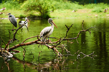  Germany, Berlin. Zoologischer Garten. White adult pelicans walk through the teritorry and resent.