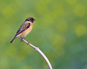 Fototapeta premium Stonechat