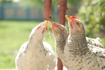 Young chickens drink water, drops of water, animal, young generation, life. A group of chickens in their co-op. Close up. household, farming. Spring.