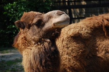 Australian domestic single humped Camel in a field on a farm in rural. Portrait of self-satisfied...