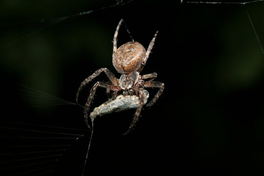 A spider sits on a web and releases poison in his zombie, isolated on a black background, a macro. Close-up. Family of spiders Orb-web (Araneidae) and. Araneus diadematus