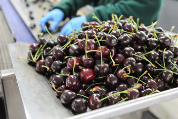 Red ripe cherries in a fruit packing warehouse