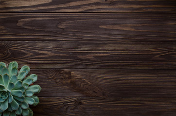 Styled succulent on wood background