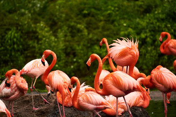 Germany, Berlin. Zoologischer Garten. Bright pink beautiful flamingo birds walk through the teritorry and eat.