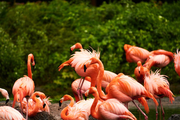 Germany, Berlin. Zoologischer Garten. Bright pink beautiful flamingo birds walk through the teritorry and eat.
