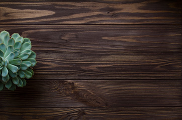 Styled succulent on wood background