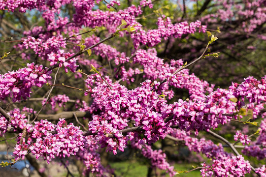 Branches with pink flowers on a green background