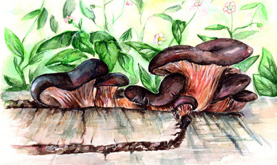 Black mushrooms grow on an old stump. Watercolor illustration