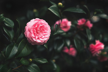 Beautiful pink camellia bush. Trendy floral background. Dark moody toning. Nature concept. Perfect background for your projects.