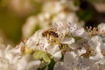 The pear (Pyrus communis) tree blooms in the mountains and a bee collecting nectar.