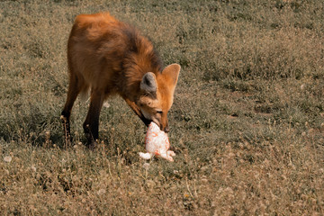 The maned wolf  eats a white rabbit in a meadow. (Chrysocyon brachyurus)