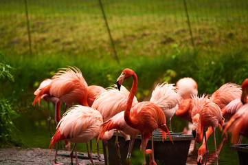 Germany, Berlin. Zoologischer Garten. Bright pink beautiful flamingo birds walk through the teritorry and eat.