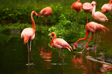 Germany, Berlin. Zoologischer Garten. Bright pink beautiful flamingo birds walk through the teritorry and eat.