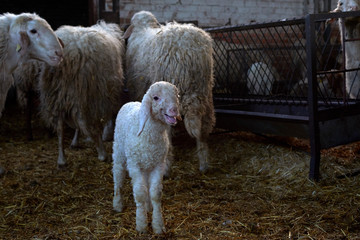 Naklejka premium pastor