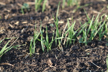 Young green cereal wheat plant