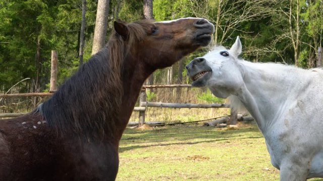 White and brown horses play with each other, trying to bite