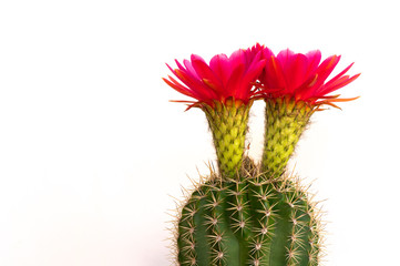 Happy bright pink cactus flowers for Mother's Day, Women's day, gift card etc...close up.