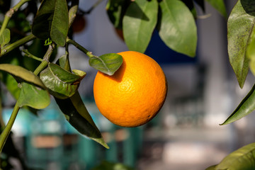 Branch with ripening orange close-up