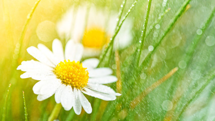 Chamomile flower ( bellis perennis )with drops of water on the green background.