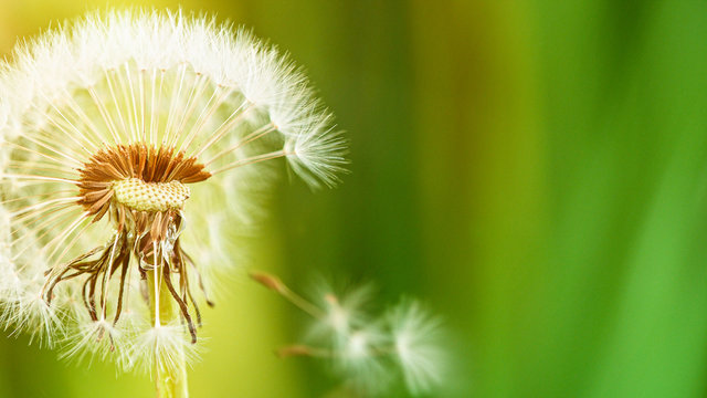 Macro Shot of Dandelion being blown in super slow motion.