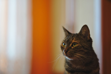 portrait of a cat