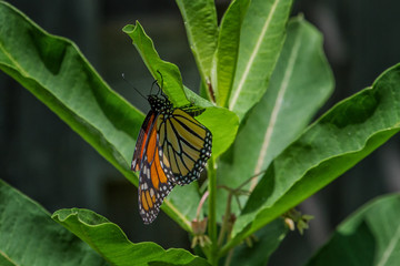 Monarch Butterfly laying an egg on the underside of a common milkweed leaf. 