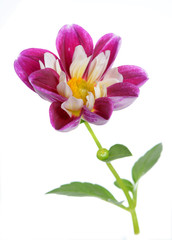 Fototapeta na wymiar pink chrysanthemum dahlia