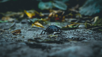 Fotografía Macro de un escarabajo negro que camina a paso lento mientras explora un jardín secreto
