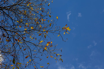 Autumn leaves and trees detail, with blue sky background.