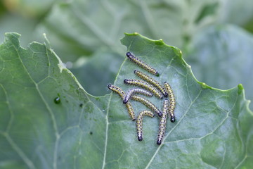 Catterpillars stripping cabages