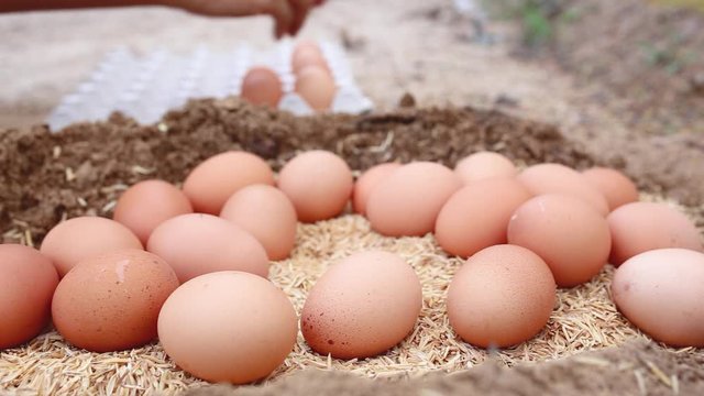 closed up video shot of hand picking chicken eggs.