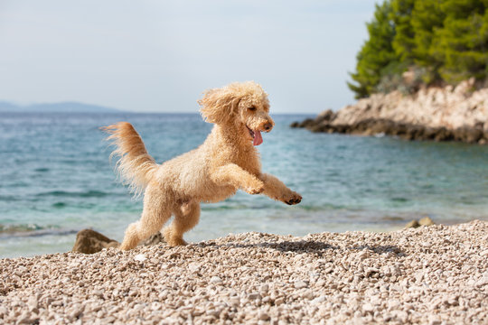 A young apricot poodle playing joyfully on the sunny beach. A happy dog running and jumping joyfully on the beach on a sunny summer day, Bol, Island Brac, Croatia