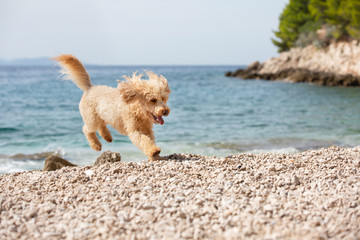 Portrait of a young apricot poodle dog on the sunny beach. A happy dog running and jumping joyfully on the beach on a sunny summer day, Bol, Island Brac, Croatia