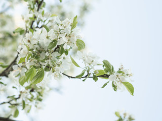 Blooming white Apple tree. Large flowers. Spring. Very beautiful. Spring allergies on the flowers. Blue sky.