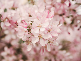 Fototapeta na wymiar Blooming Apple tree pink. Large flowers. Spring. Very beautiful. Spring allergies on the flowers.