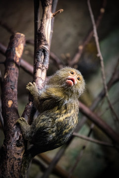 Tiny, lovely and very cute monkey is sitting on the tree branch. Wild animal is isolated in the zoo.
