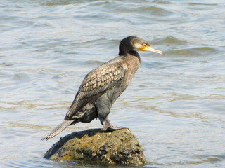 石の上で羽を休めるカワウ