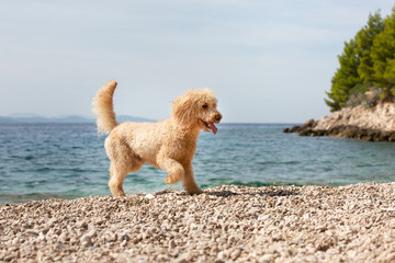 Portrait of a young apricot poodle dog on the sunny beach. A happy dog playing on the beach on a sunny summer day, Bol, Island Brac, Croatia