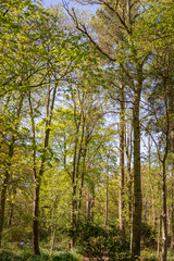 Fototapeta premium Spring in the forest.