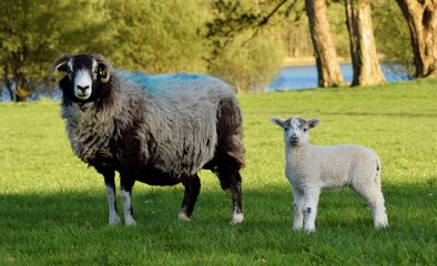 Naklejka premium Baby lamb with sheep in the field