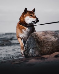 Shiba Inu dog running on the sea beach