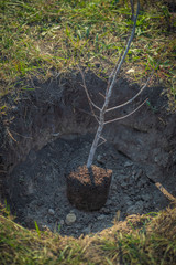 Fototapeta premium planting new trees with gardening tools in green park