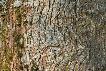 bark closeup