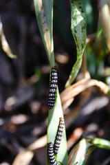Bruchi, Brithys crini, larva farfalla, giglio, dune