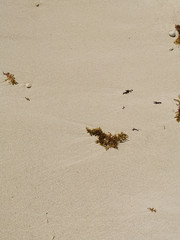 Vertical photo: Sand of a Mexican beach from Riviera Maya with small pebbles and algae.