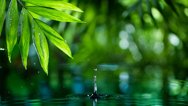 fresh green leaves with water drops over the water , relaxation with water ripple drops concept - Powered by Adobe