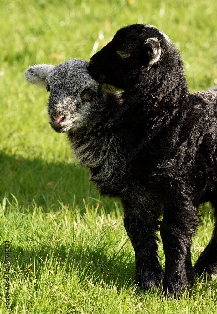 Wall mural Baby lamb playing in the field